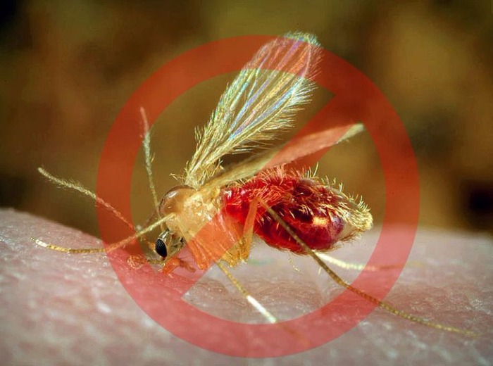 A kutyák bőr- és szívférgessége