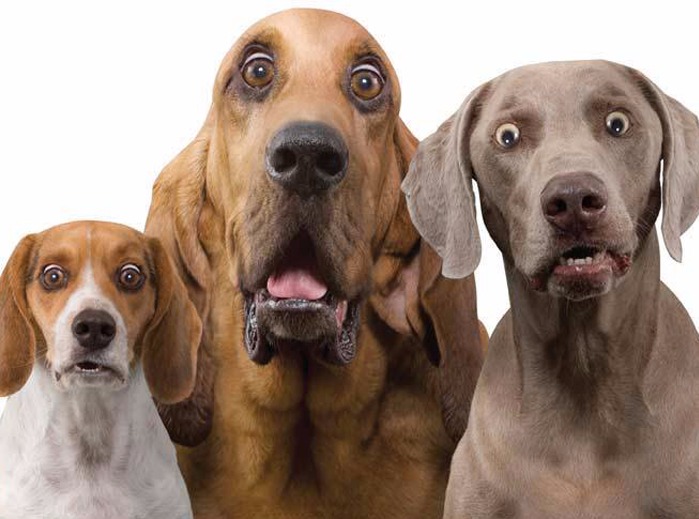 Öni s 3 havonta féregteleníti a kutyáját?