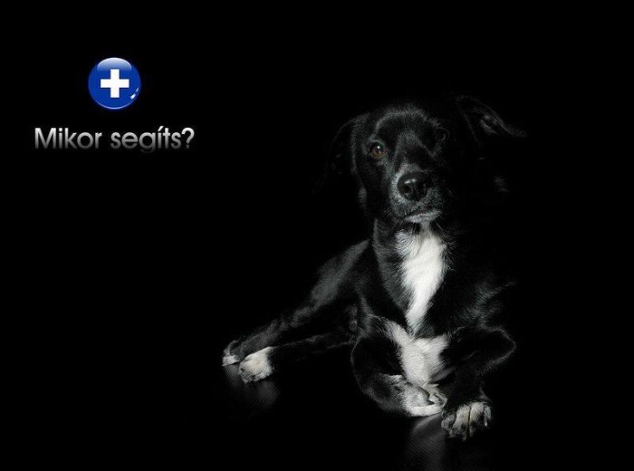 Állati vészhelyzetek