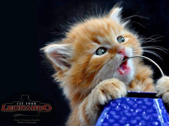 Nem csak gourmandoknak