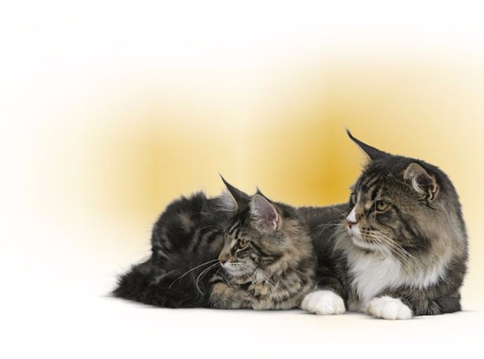 Neutred Young Male&Felmale