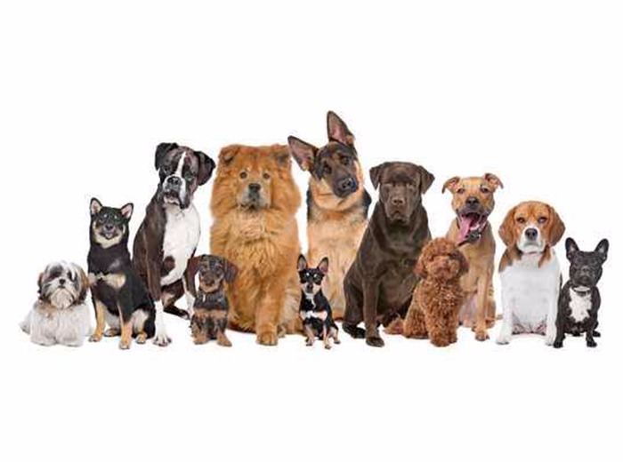 Rövidszőrűek és loboncosok