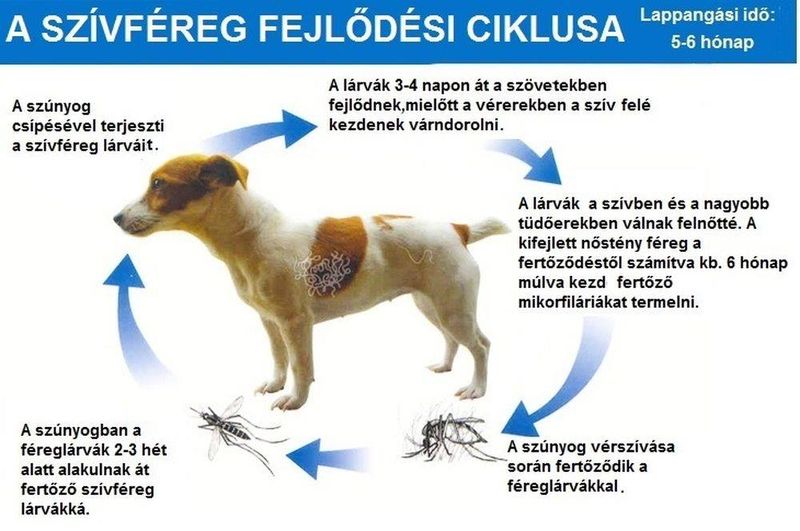 Bőr és szívférgesség 3
